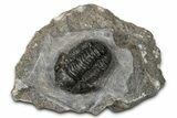 Detailed Gerastos Trilobite Fossil - Morocco #347356-1